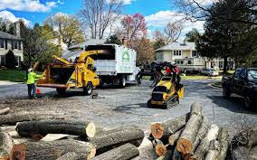 How Our Tree Care Process Works  in  Mocksville, NC